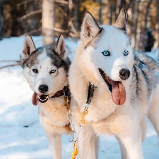 Kemijärvi: Insider Husky Self-Drive 5km Safari - Getting to Know the Huskies