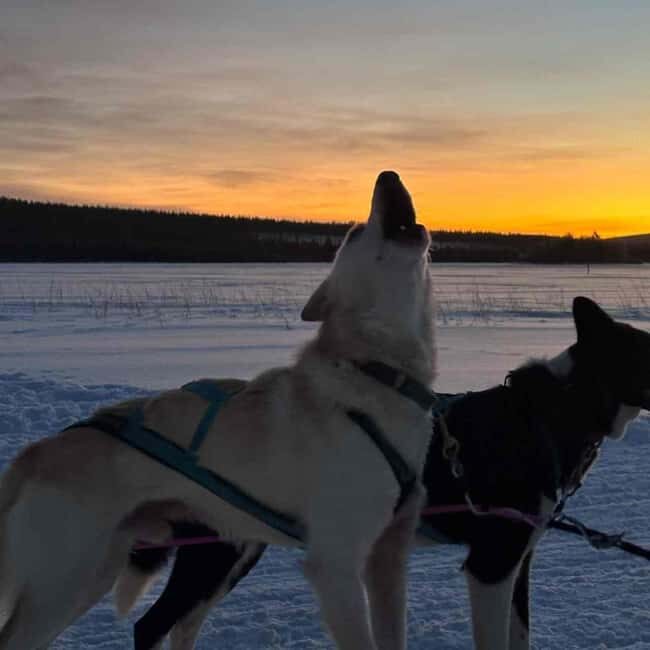 Kemijärvi: Insider Husky Self-Drive 5km Safari - Post-Ride Warm-up and Northern Stories