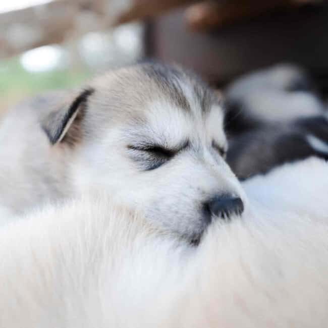 Kemijärvi: Insider Husky Self-Drive 5km Safari - Practical Tips for Visitors