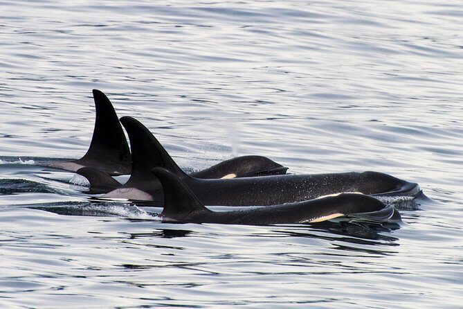 Kenai Fjords Orca Quest Cruise - Key Points