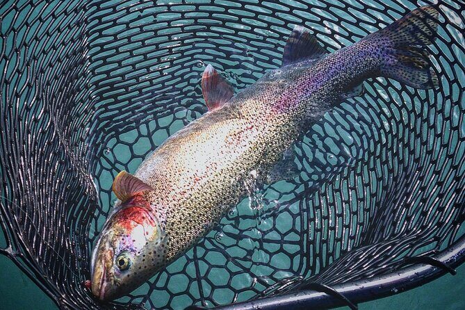 Kenai River | Rainbow Trout | Full Day Charter - Final Thoughts on Value and Experience