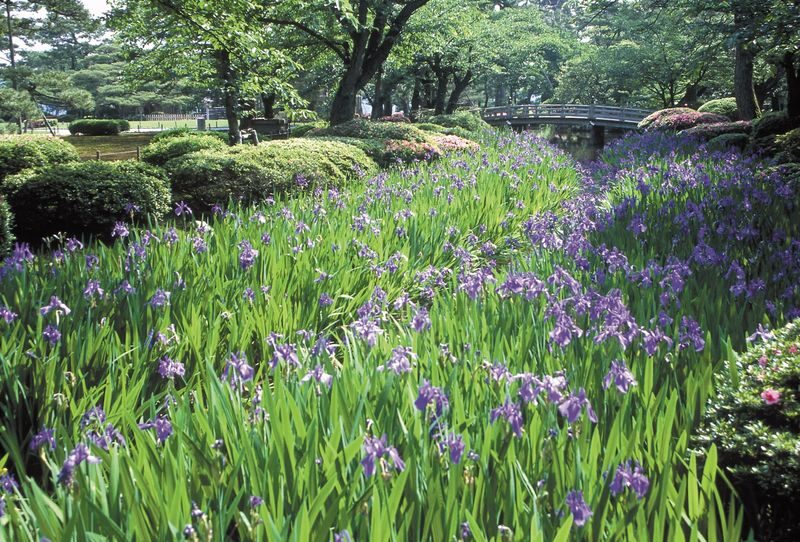 Kenrokuen Garden Admission Ticket - Who will get the most from Kenrokuen