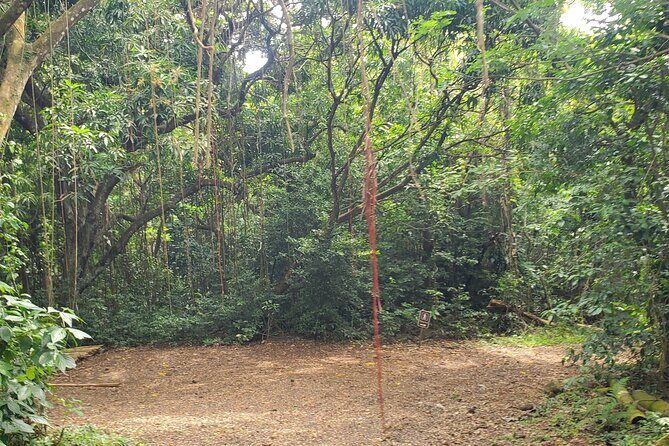 Ken's Panoramic Rainforest Tour - Why This Tour Stands Out