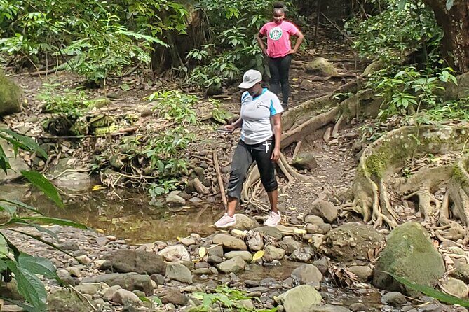 Ken's Panoramic Rainforest Tour - Final Thoughts