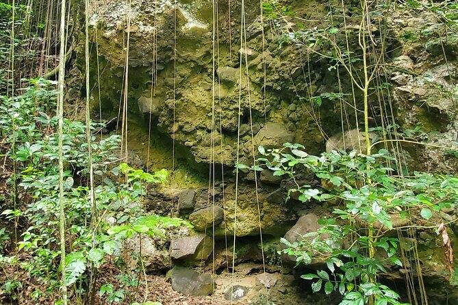 Ken's Panoramic Rainforest Tour - FAQ