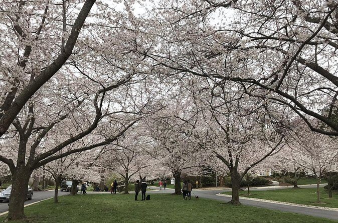 Kenwood Cherry Blossoms: Washington DC Half-Day Escape - The Sum Up: Who Will Love This Tour?