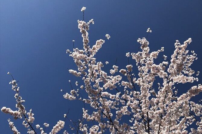 Kenwood Cherry Blossoms: Washington DC Half-Day Escape - FAQ