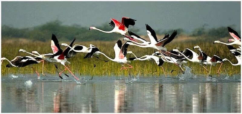Keoladeo Bird Park Tour with one way transfer Jaipur to Agra - Key Points