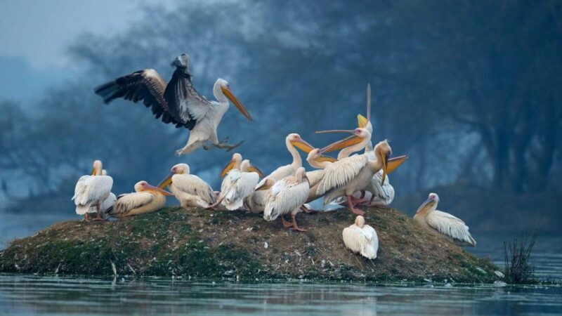 Keoladeo Bird Park Tour with one way transfer Jaipur to Agra - Who Will Love This Tour?
