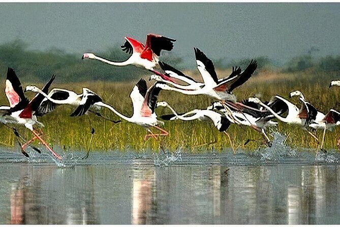 Keoladeo Birds Park Tour From Agra To Jaipur Including Entry - An Authentic Day Trip from Agra to Jaipur: Keoladeo Birds Park and More