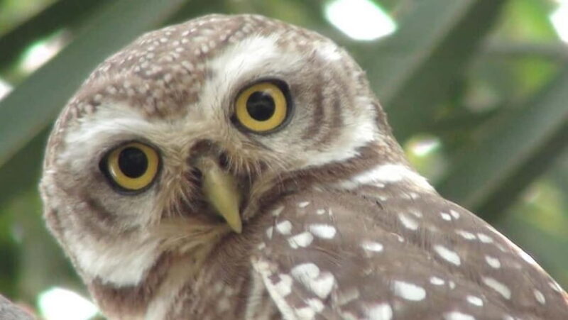 Keoladeo National Park Tickets and Guided Tour - FAQ