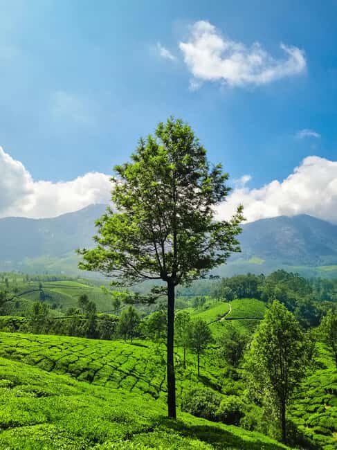 Kerala: Munnar, Thekkady, Alappuzha & Trivandrum 5-Day Trip - A Practical Look at the Kerala 5-Day Tour