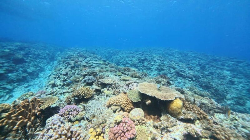 Kerama Half-Day Snorkeling Tour - Key Points