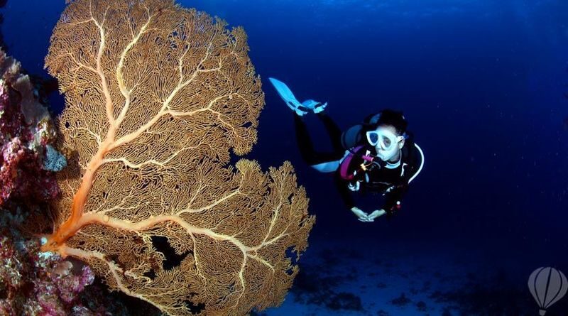 Kerama Island Diving Experience - Who should book this Kerama Islands trip?