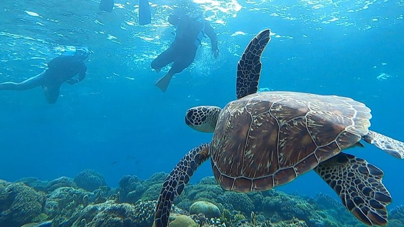 Kerama Islands Snorkeling with Pick-up from Designated Spots in Naha - Optional turtles and water activities
