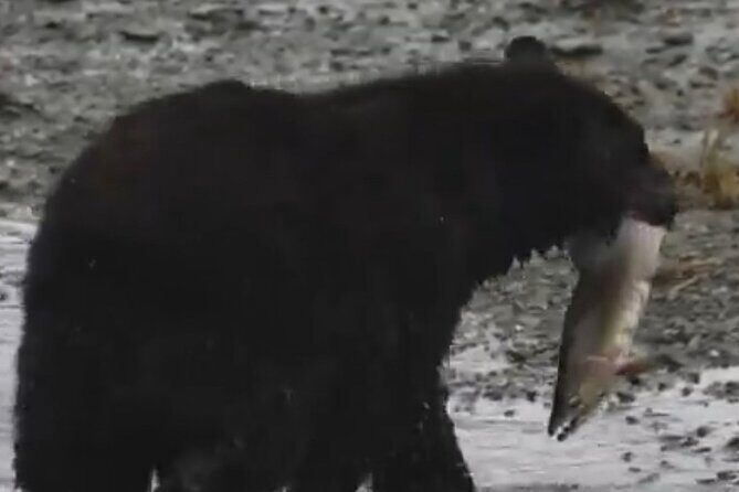 Ketchikan Alaska private tour - Why Choose This Tour?