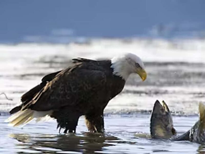 Ketchikan: E-Bike and Hike Tour - Who Will Love This Tour?