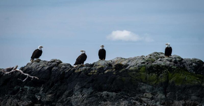 Ketchikan: Lighthouse, Totems & Eagles Excursion - Key Points