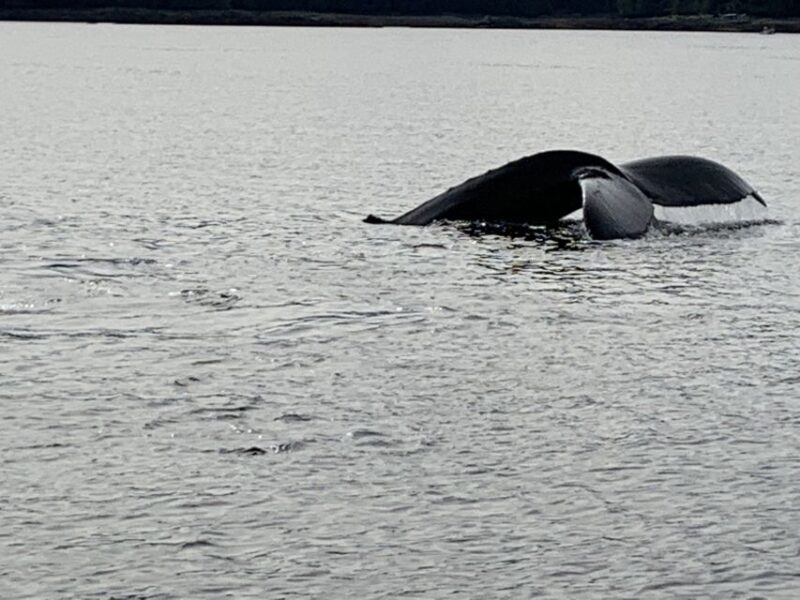 Ketchikan: Marine Wildlife and Whale Watching Boat Tour - A Detailed Look at the Whale Watching Experience in Ketchikan