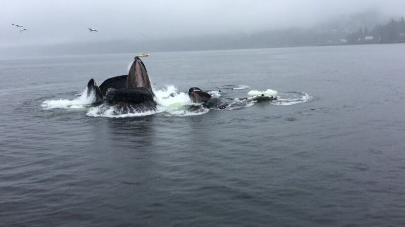 Ketchikan: Marine Wildlife and Whale Watching Boat Tour - Who Would Love This Tour?