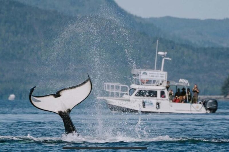 Ketchikan: Orca Cove Fast Boat and Sea Kayak Tour - Key Points