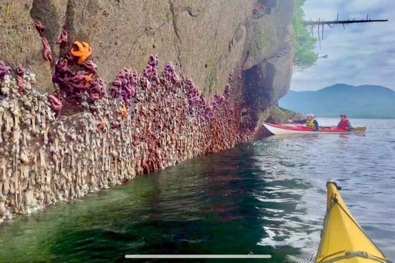 Ketchikan: Orca Cove Fast Boat and Sea Kayak Tour - Analyzing the Value