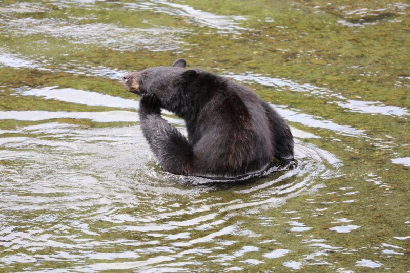 Ketchikan: Potlatch Park, City and Wildlife Private Van Tour - What Sets This Tour Apart?