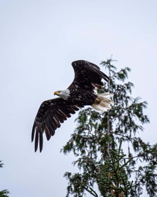 Ketchikan: Private Customizable Boat Tour with Captain Jack - Key Points
