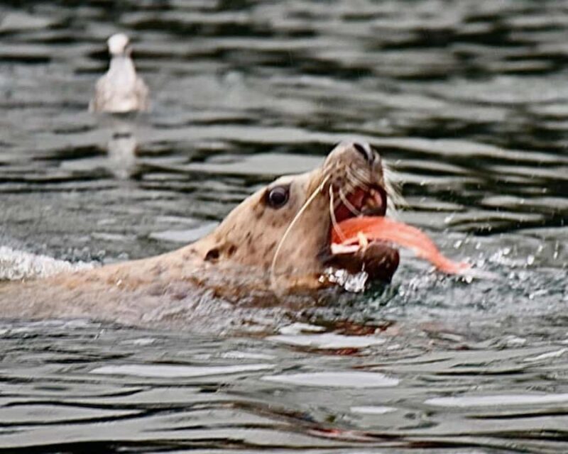 Ketchikan: Private Customizable Boat Tour with Captain Jack - The Experience and Its Value