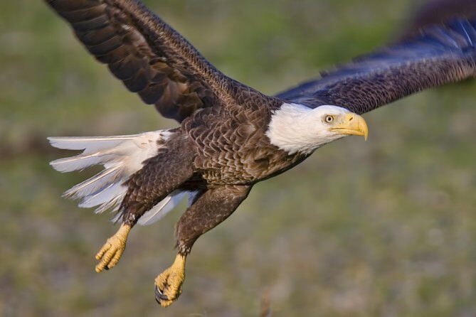 Ketchikan Rainforest Sanctuary and Totem Park - A Thorough Look at the Ketchikan Rainforest Sanctuary and Totem Park Tour