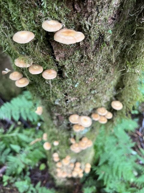 Ketchikan: Tongass Forest Alaska Bigfoot ATV Ride and Hike - The Sum Up