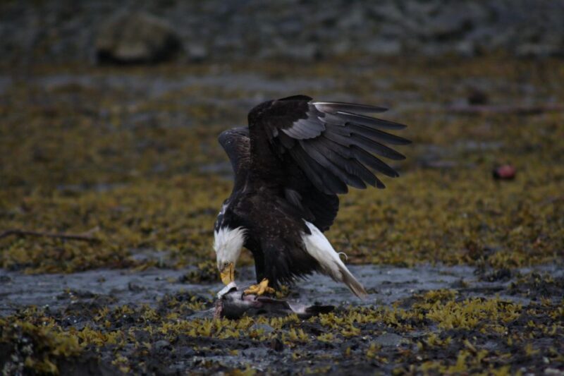 Ketchikan: Totem Pole, Wildlife & City Trolley Tour - Final Thoughts