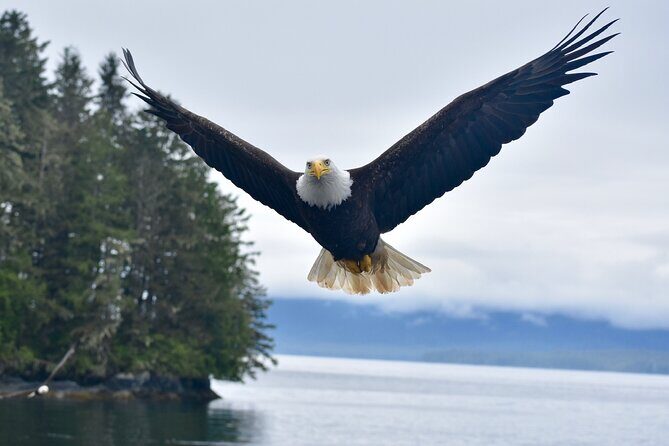 Ketchikan Ultimate Whale Watching, Wildlife, & Wilderness Dining - Discover the Wildlife and Whales of Ketchikan in Style