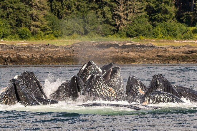 Ketchikan Ultimate Whale Watching, Wildlife, & Wilderness Dining - A Closer Look at the Ketchikan Wildlife & Wilderness Tour