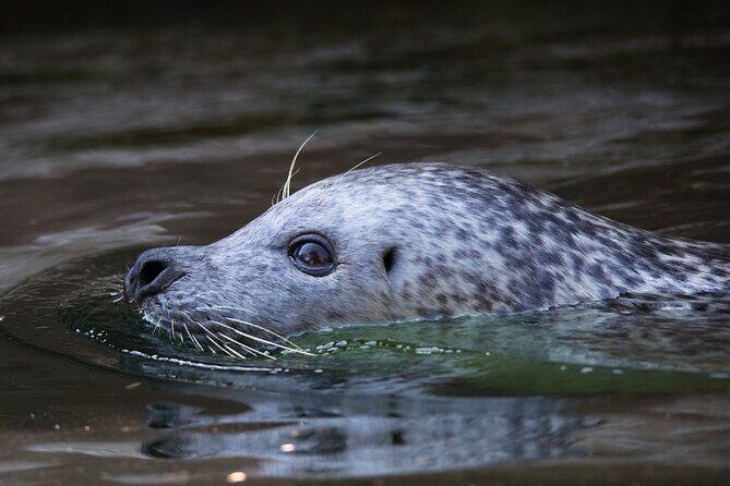 Ketchikan Ultimate Whale Watching, Wildlife, & Wilderness Dining - Who Should Consider This Tour?