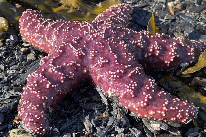 Ketchikan Ultimate Whale Watching, Wildlife, & Wilderness Dining - Final Thoughts