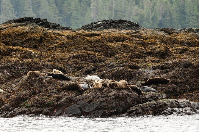Ketchikan Waterfront & Wildlife Cruise - Key Points