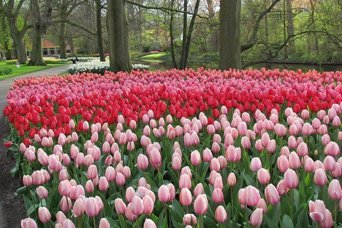Keukenhof and Flower Fields Private Tour from Amsterdam - Final Thoughts