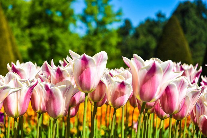 Keukenhof and Zaanse Schans Windmills Day Trip from Amsterdam - Authentic Insights from Travelers