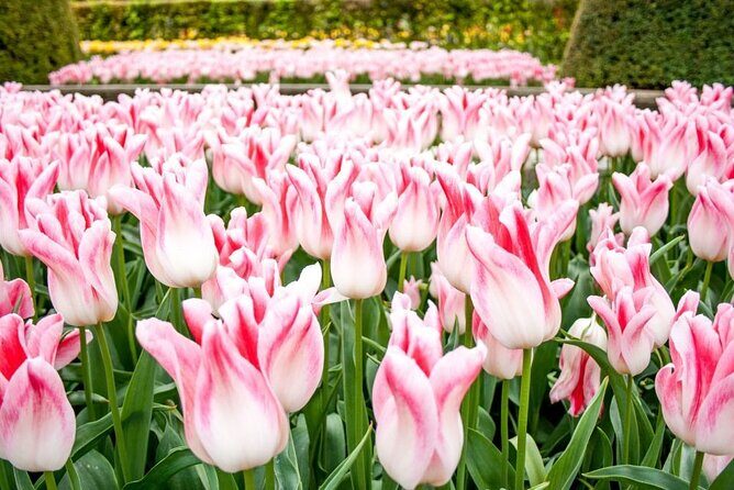 Keukenhof Entry Ticket plus Round-Trip Shuttle Bus from Amsterdam - Who Will Love This Tour?