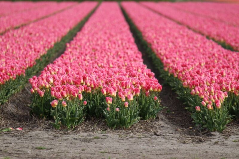 Keukenhof: Flower Fields Small-Group Cultural Bike Tour - What to Expect: Practical Details and Tips