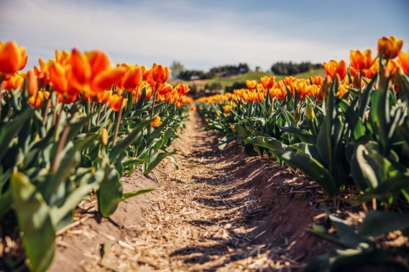 Keukenhof: Flower Fields Small-Group Cultural Bike Tour - Authentic Experiences According to Travelers