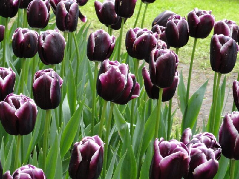 Keukenhof: Flower Fields Small-Group Cultural Bike Tour - FAQ