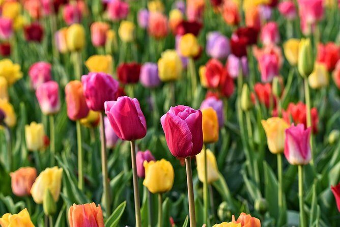 Keukenhof, Flower Fields, Volendam and Zaanse Schans Small-Group Tour - Frequently Asked Questions