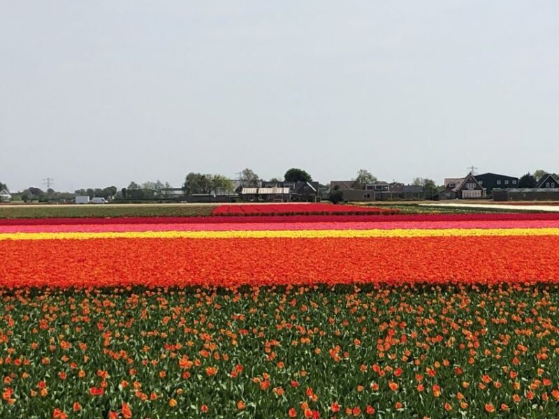 Keukenhof, Tulip Farm, Flower Fields & Windmills - FAQ