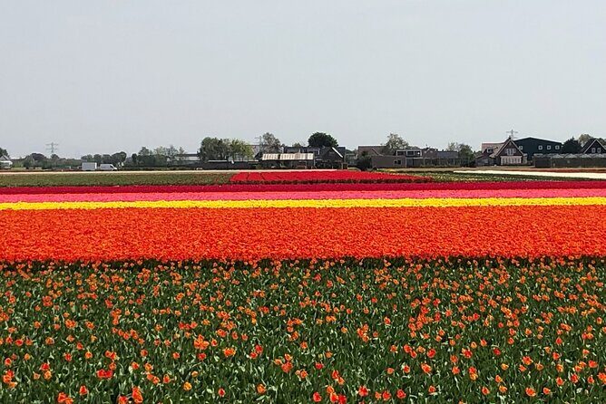 Keukenhof, Tulip Farm, Flower Fields & Zaanse Schans Windmills - The Sum Up