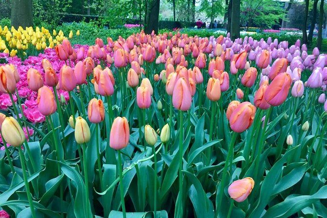 Keukenhof's Tulips and Windmills Small-Group Tour from Amsterdam - Who Should Book This Tour?
