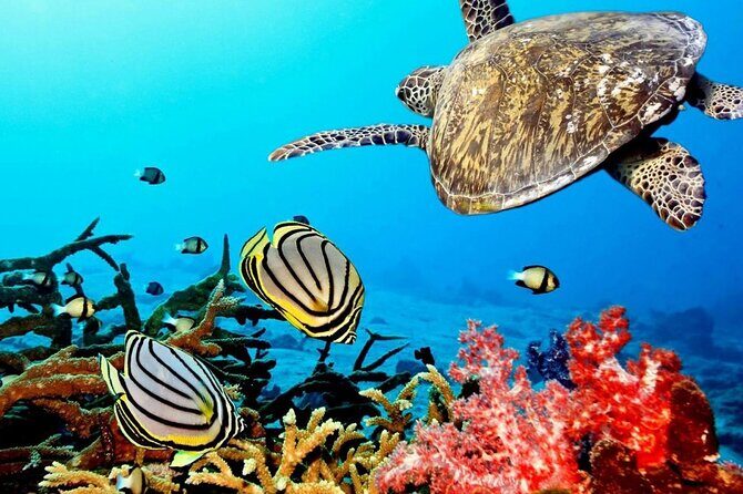 Key Largo Coral Reef Park and Sunset Celebration - Deep Dive into the Experience