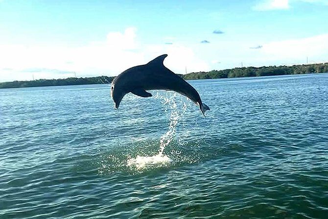 Key Largo Mangrove Private Eco-Tours - An In-Depth Look at the Key Largo Mangrove Eco-Tour
