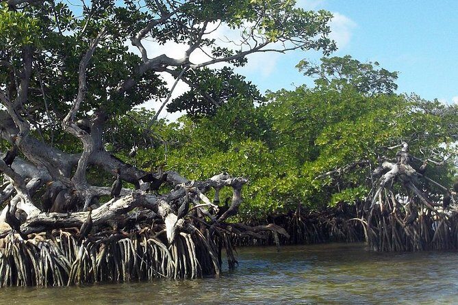 Key Largo Mangrove Private Eco-Tours - Final Thoughts